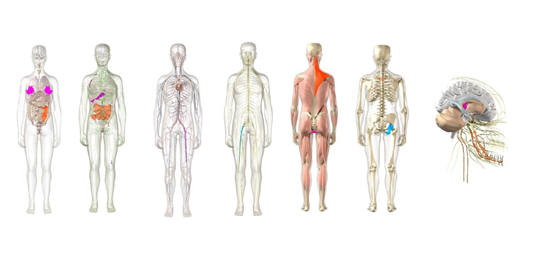 3D-presentatie - Onze bodyscan